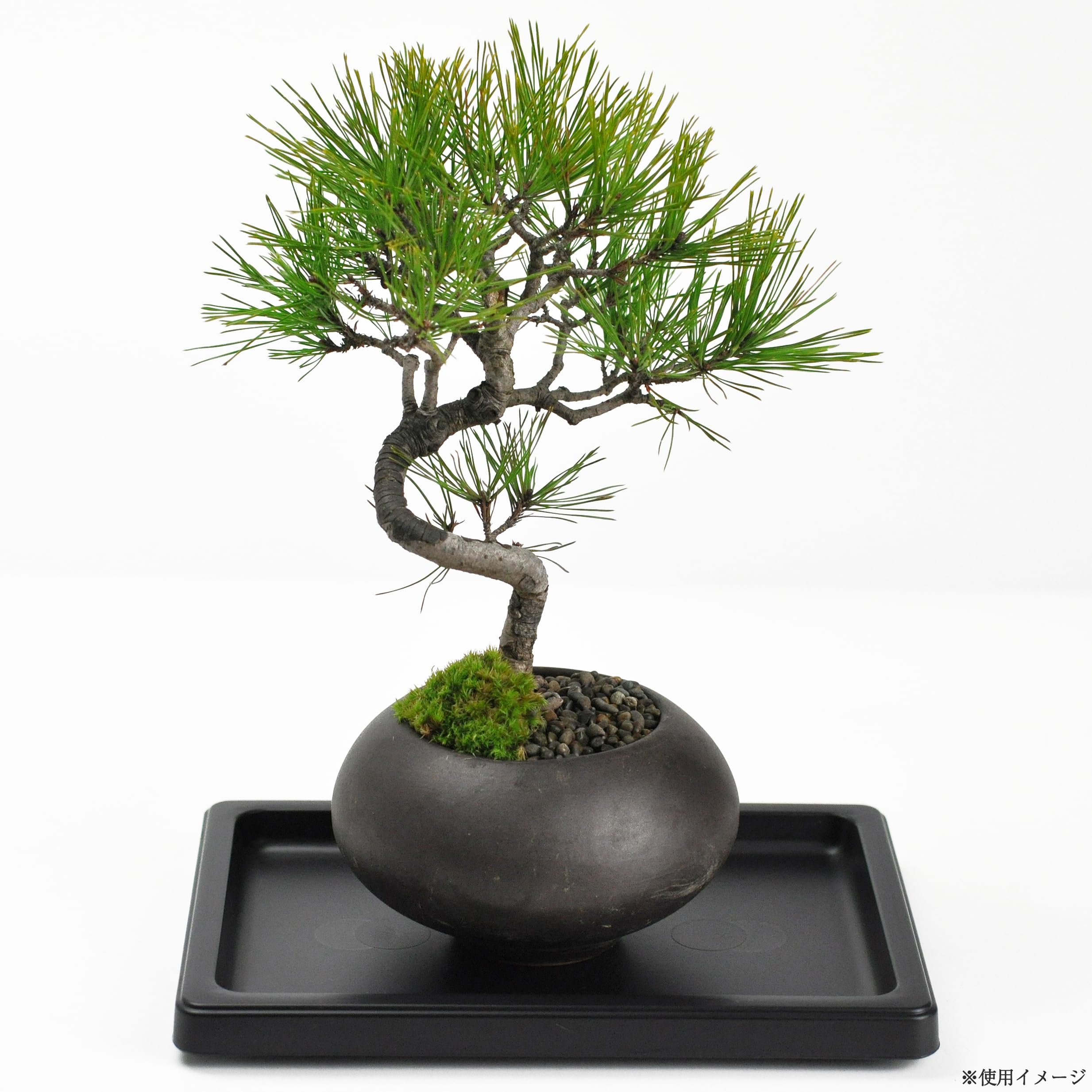 Amazon.co.jp: 盆栽妙 盆栽皿 プラスチック 6号 ブラック 黒